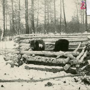 9444 Альбом №2 В.П. Ермолаев "Природа"