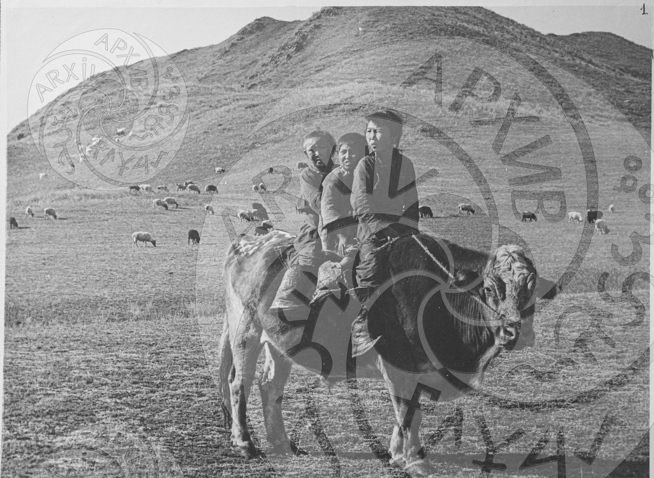 Пастухи на быке. Дети аратов с пяти-шестилетнего возраста были незаменимыми помощниками родителей при пастьбе скота
