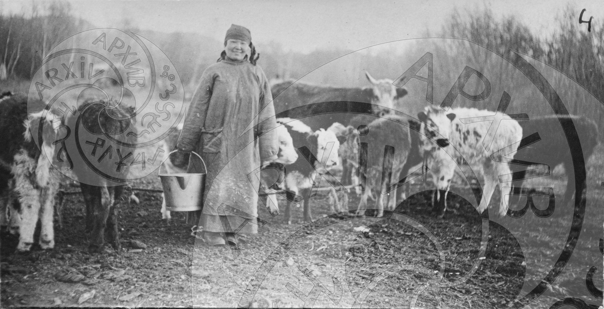 Стадо дойных коров, подавляющее большинство которых составляют коровы "телятницы", дающие молоко в присутствии теленка, которого подпускали к корове во время дойки