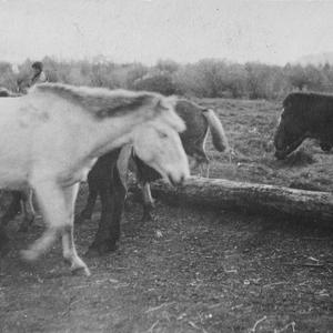 1864 Альбом №4 В.П. Ермолаев "Животноводство в Туве 1913-1935"