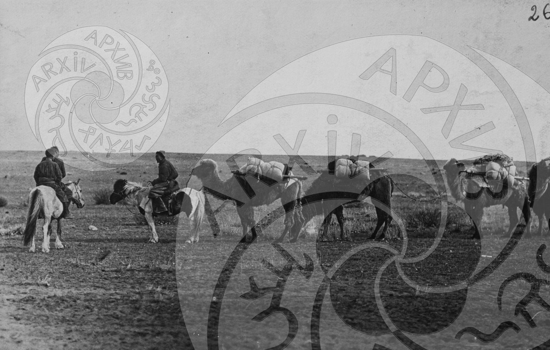 Караван верблюдов, везущих просо из п. Кызыл-Мажалык в г. Кызыл
