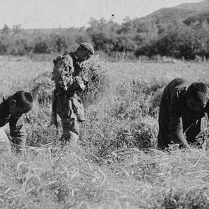1948 Альбом №5 В.П. Ермолаев "Сельское хозяйство и земледелие ТНР 1913-1935"