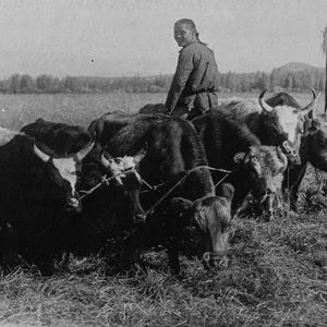 1950 Альбом №5 В.П. Ермолаев "Сельское хозяйство и земледелие ТНР 1913-1935"
