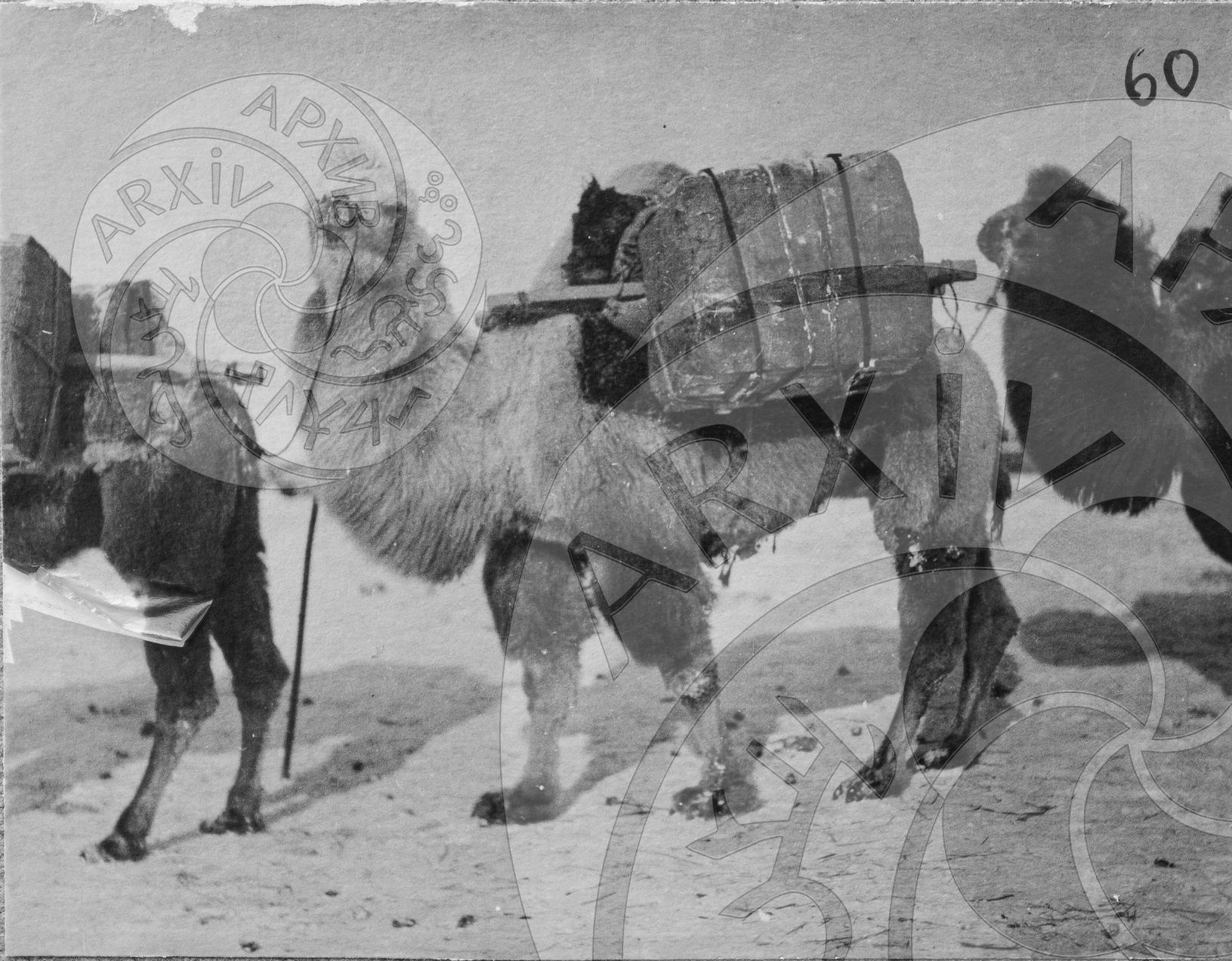 Верблюды с вьюками. Так перевозили товары по Туве в 1920-х годах
