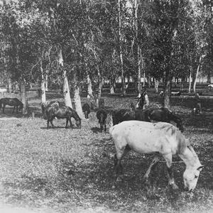 1863 Альбом №4 В.П. Ермолаев "Животноводство в Туве 1913-1935"