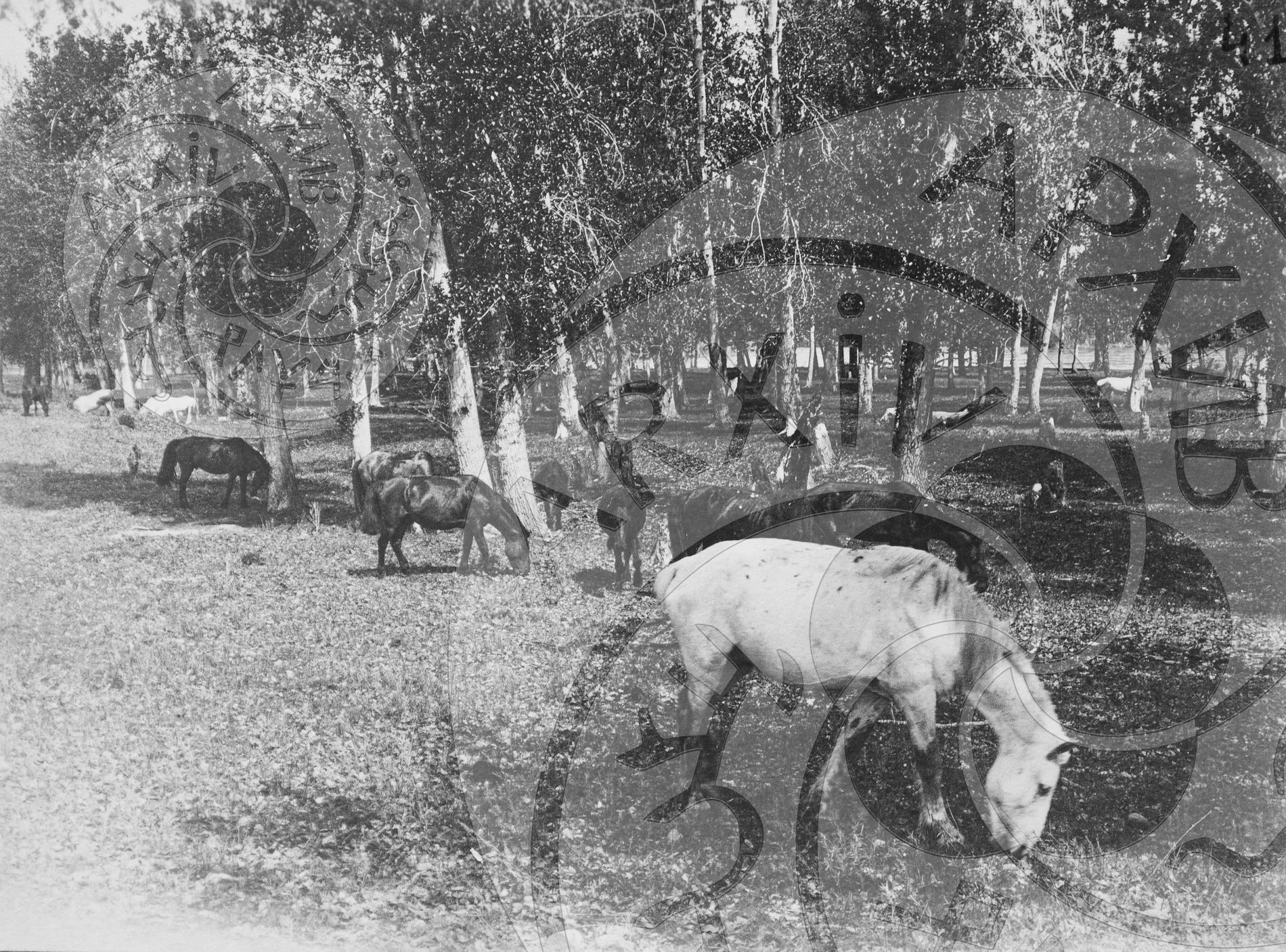 Табуны лошадей на пастбищах и у водопоя в долине р. Каа-Хем