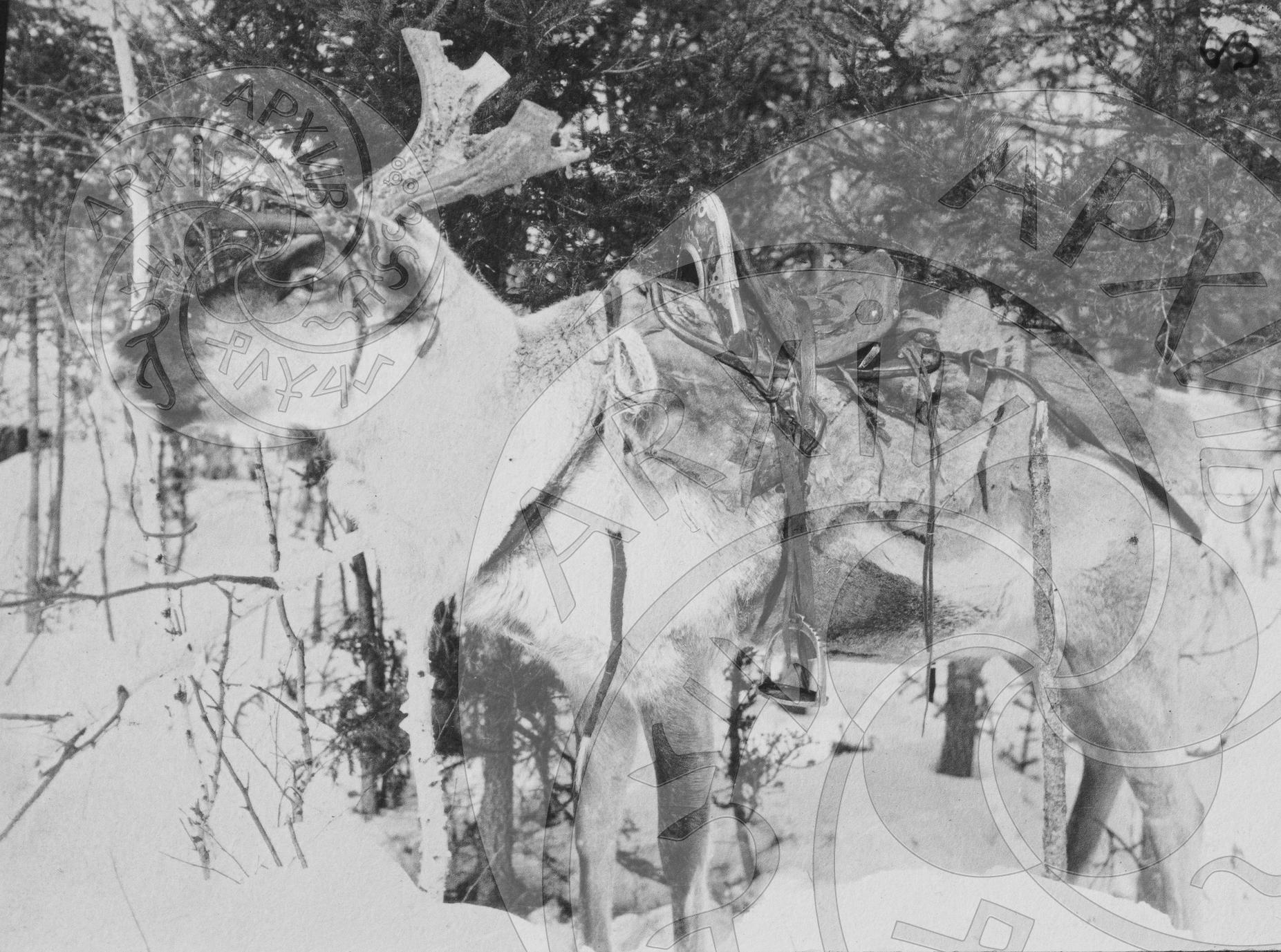 Тоджинские олени оседланные и на отдыхе у торговой базы Тувинценкоопа в Тора-Хеме